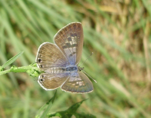 Leptotes pirithous