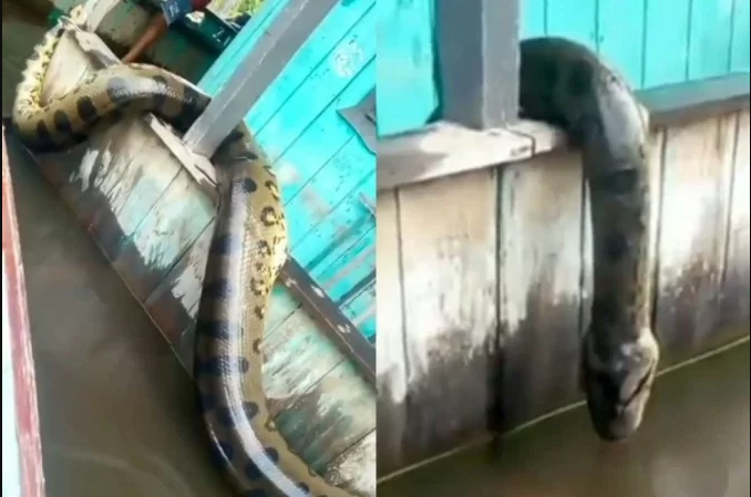 Moradores matam cobra sucuri de seis metros após alagamento no Amazonas