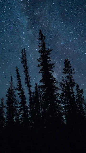 Dark, Night, Trees, Starry Sky, Stars