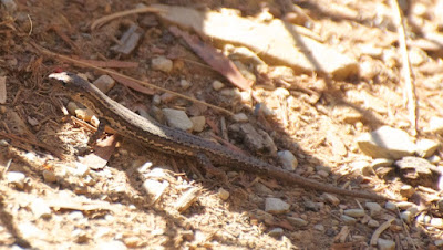 Metallic Skink (Niveoscincus metallicus)