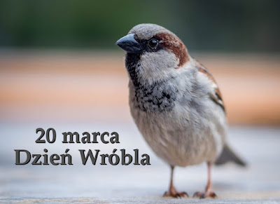 Na obrazku znajduje się wróbel, obok szary napis: 20 marca, Dzień Wróbla.