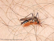 Asian Tiger Mosquito (asian tiger mosquito )