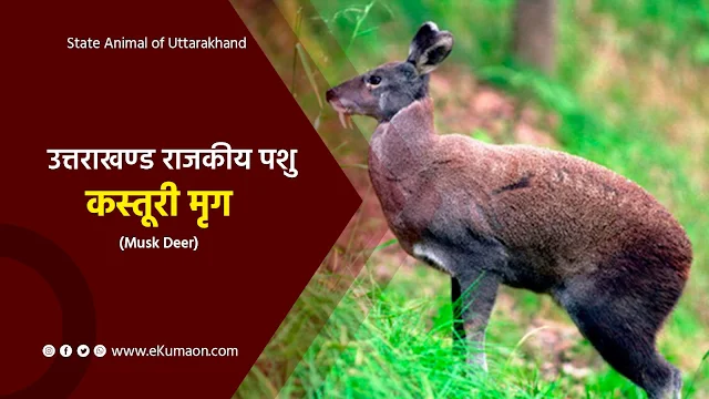 state animal of uttarakhand