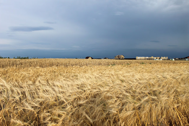 Таганрог, петрушино, красота, поле, пшеница, деревня