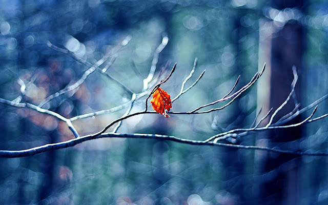 Winter Tree Leaf | Desktop Wallpaper