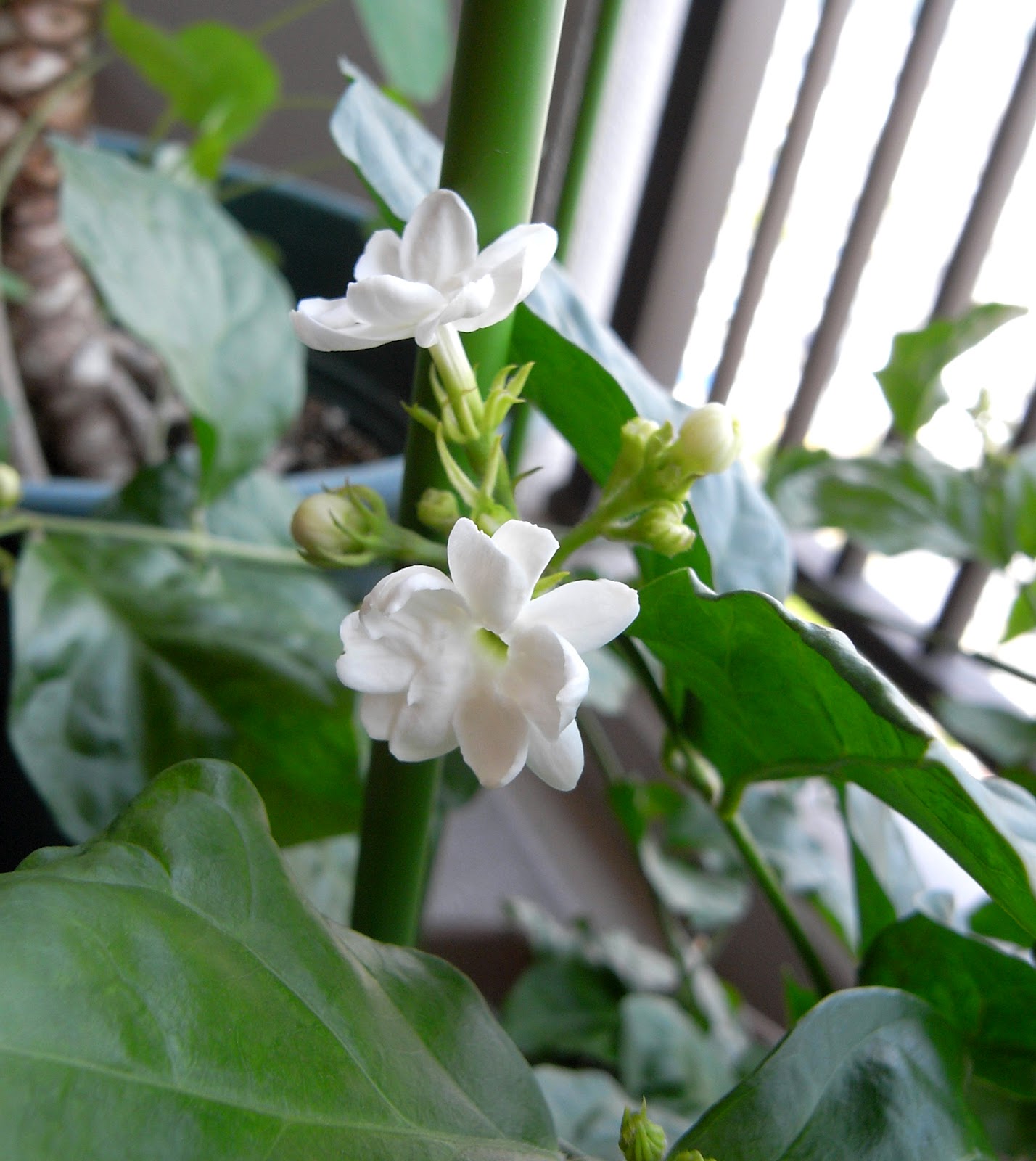 暮らしのスパイス アラビアジャスミン Blooming Jasmine