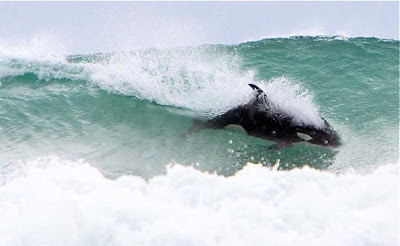 Surfing Orca