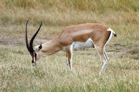 gacela de Grant Eudorcas granti