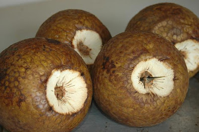 Breadfruit