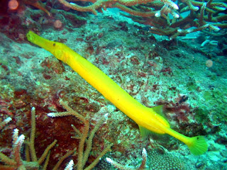 Smiling Marine Life