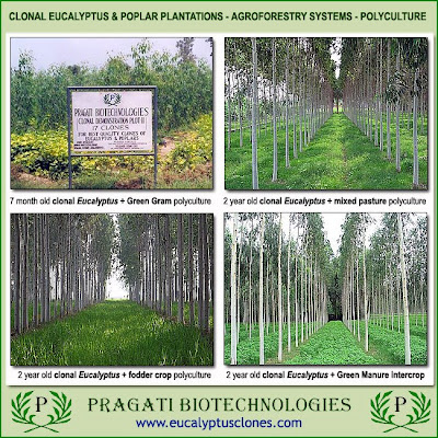 Pragati Biotechnologies clonal Eucalyptus polyculture as agroforestry system in India / Policultivo de clones de Eucalyptus en sistema agroforestal, Pragati Biotech, India / Eucalyptologics, on Sustainable Eucalyptus cultivation / Gustavo Iglesias Trabado, GIT Forestry Consulting, Consultoría y Servicios de Ingeniería Agroforestal, Galicia, Spain, España / Eucalyptologics: Recursos de Informacion sobre Cultivo Sostenible del Eucalipto en el Mundo