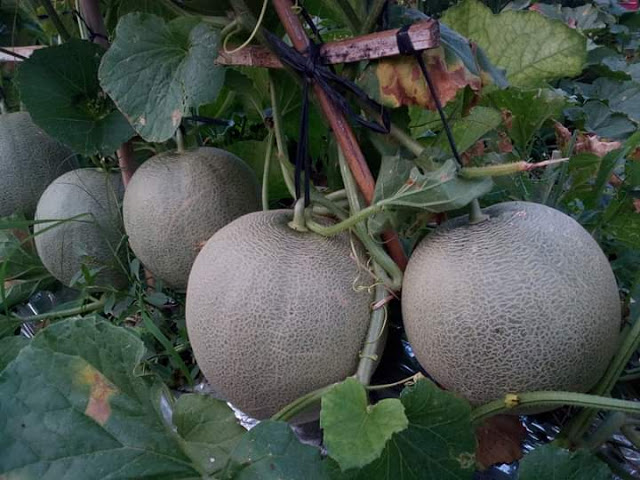 Tanaman melon