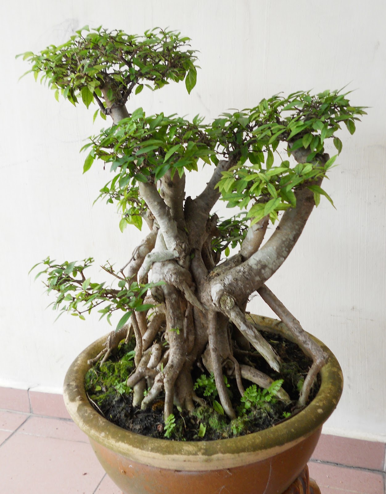  Keunikan BONSAI  kreativiti pemiliknya