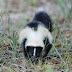 Infestation Report  Skunks