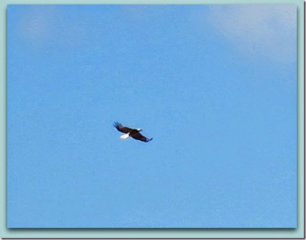 eagleIMG_3738