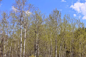 trees starting to leaf out (mid-May 2013) 