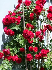 SAM_1038