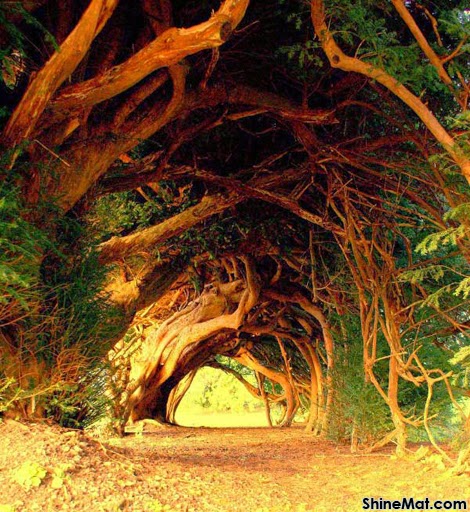 Yew Tree Tunnel, Carmarthenshire, UK