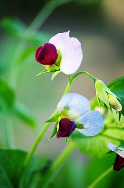 pea blossom