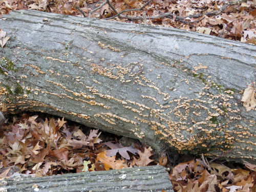 fungus in rows