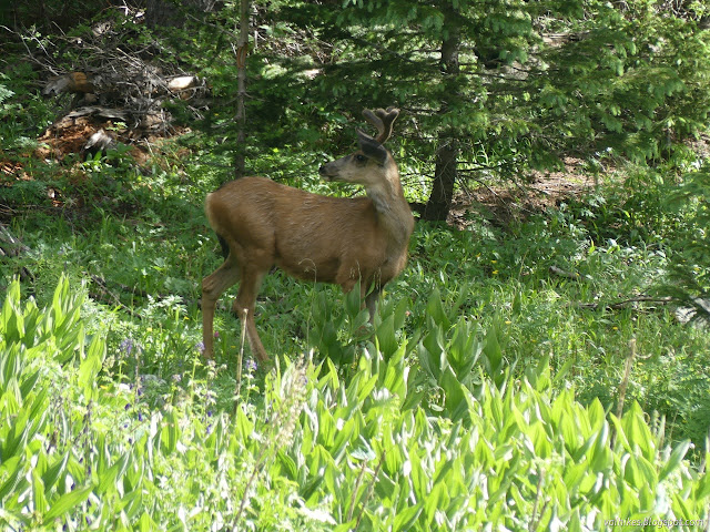 55: furry rack