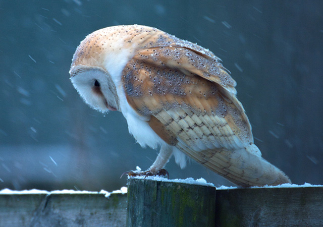 Barn Owl