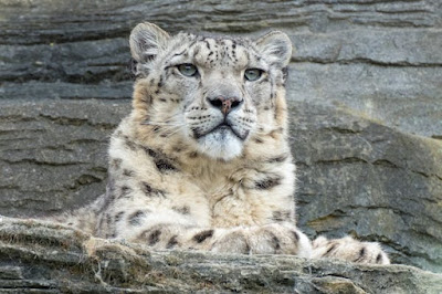 Snow leopard