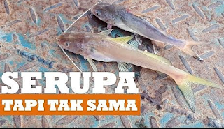 Ikan Lundu Keting Dan Ikan Baung