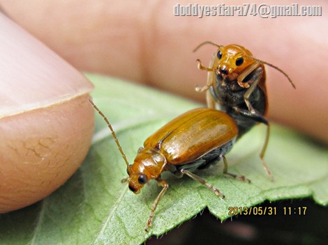 Kumbang daun Aulacophora foveicollis kawin - iNSeCTiaRa