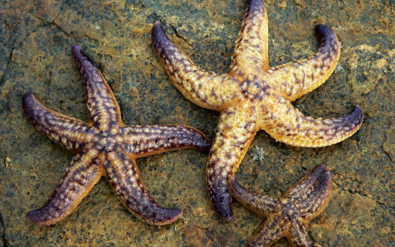 Starfish Wallpapers