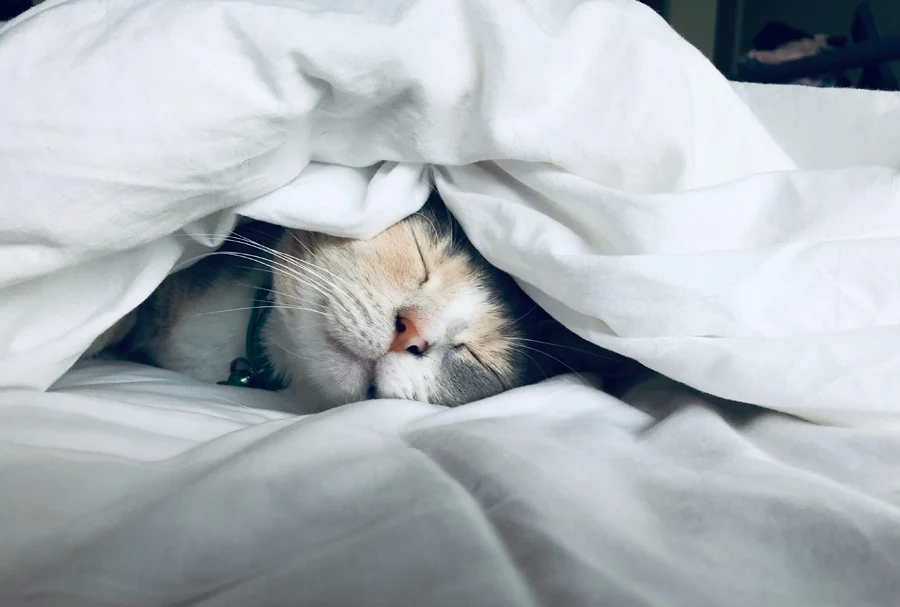 Cat asleep under a duvet