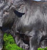 Drakensberger Cattle Advantages, Disadvantages, Origin