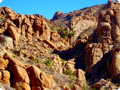 Lost Palms Oasis hike