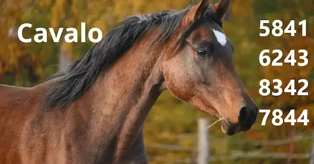 Palpite de Kaledri