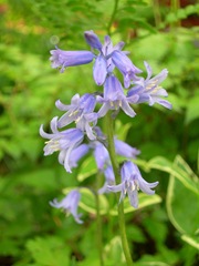 DSCN5516
