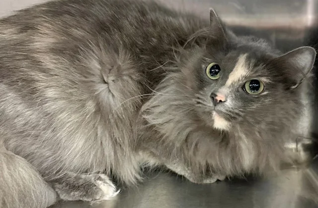 FANCY is described as a Maine Coon mix by Petfinder.com when she is not