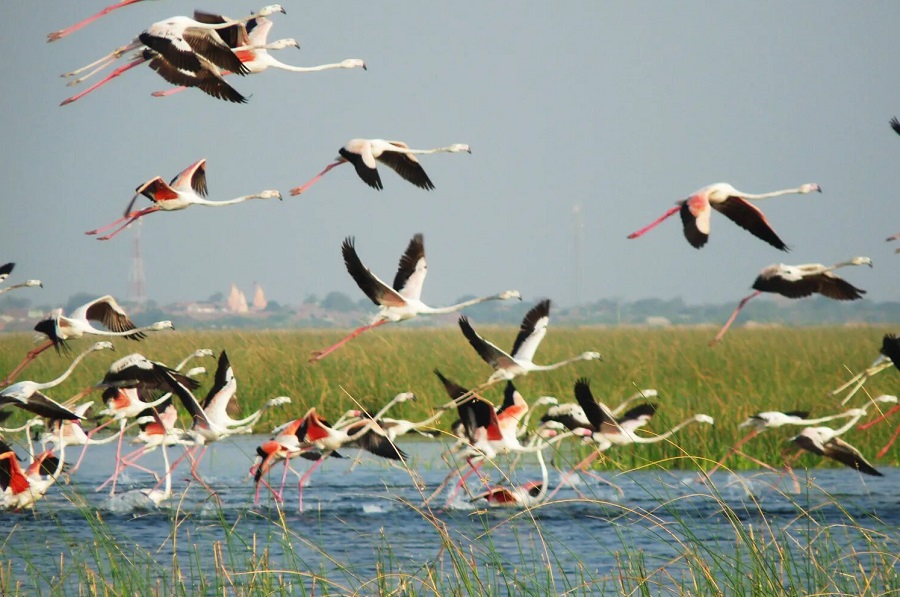 Nal Sarovar Bird Sanctuary