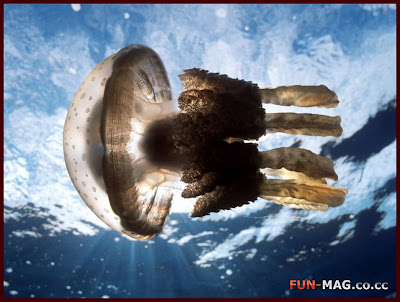 Jellyfish, Hawaii - Desktop Picture