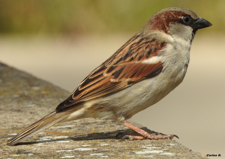 Gorrión común (Passer domesticus).