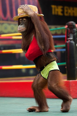 Kick-boxing Orangutans in Thailand Seen On www.coolpicturegallery.net