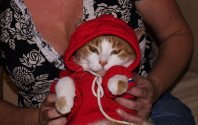 Cute Kittens In Hoodies Seen On www.coolpicturegallery.us