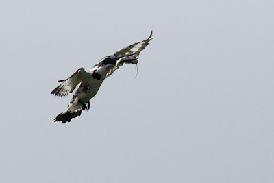 A Pied Kingfisher photographed in Arugam Bay, Sri Lanka