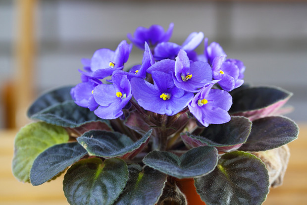 Plantas para interiores que llenarán tu hogar de color