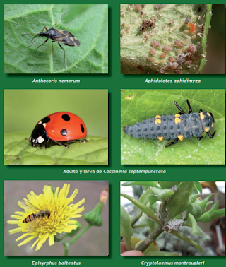 Controladores Biologicos: principales ordenes y familias.