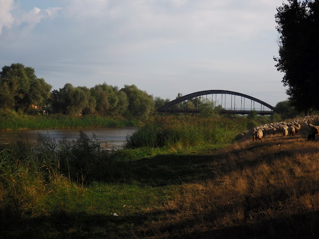 Gdzieś w środkowej Rumunii - owce przechodzące przez nasz biwak