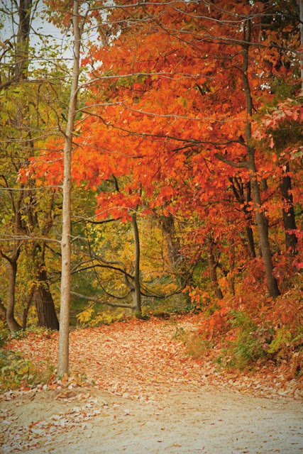 http://www.etsy.com/listing/115394066/autumn-tree-path-fall-tree-image-mount