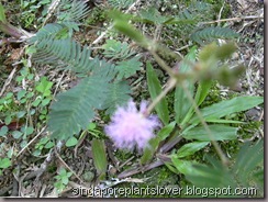 Touch Me Not, Mimosa pudicam