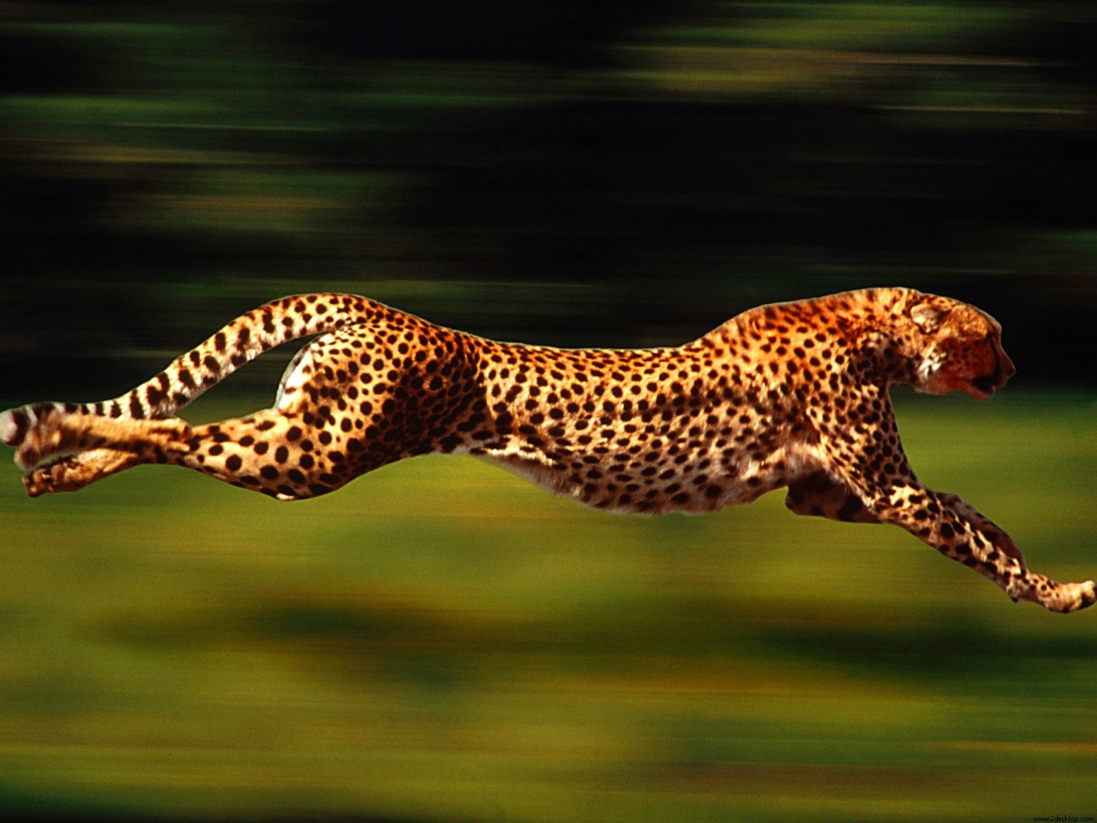 https://blogger.googleusercontent.com/img/b/R29vZ2xl/AVvXsEiEk2JDQxIuDLKHNgqPthdcJHzVST6kWirN9XyQIsmupy3DxnAnB8JwqNWl24B34VxlsTShboXUGdtqUCPHhsO2NAgYvNq5PbTSQHx6DCUwG1Z0d6aqm3VYXiRvfRr3rPoijxggmPhyV_Q/s1600/Running-cheetah-animal-wallpaper.jpg
