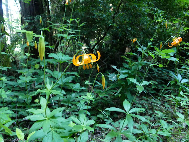 more hanging orange flowers