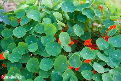 Cultivar flores comestíveis na horta é uma ótima maneira de acrescentar beleza e sabor aos pratos culinários, além de proporcionar um ambiente agradável e saudável em casa.